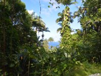 2017063172 Hawaii Tropical Botanical Garden - Big Island - Hawaii - Jun 12
