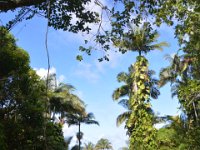 2017063173 Hawaii Tropical Botanical Garden - Big Island - Hawaii - Jun 12
