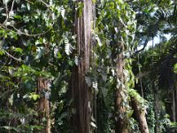 2017063174 Hawaii Tropical Botanical Garden - Big Island - Hawaii - Jun 12