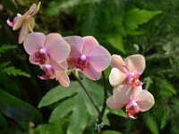 2017063178 Hawaii Tropical Botanical Garden - Big Island - Hawaii - Jun 12