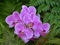 2017063179 Hawaii Tropical Botanical Garden - Big Island - Hawaii - Jun 12