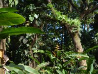 2017063184 Hawaii Tropical Botanical Garden - Big Island - Hawaii - Jun 12