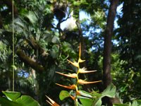 2017063185 Hawaii Tropical Botanical Garden - Big Island - Hawaii - Jun 12