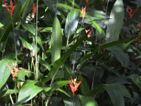 2017063188 Hawaii Tropical Botanical Garden - Big Island - Hawaii - Jun 12