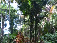 2017063189 Hawaii Tropical Botanical Garden - Big Island - Hawaii - Jun 12