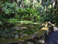2017063190 Hawaii Tropical Botanical Garden - Big Island - Hawaii - Jun 12