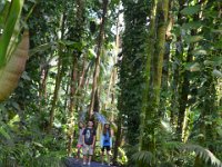 2017063192 Hawaii Tropical Botanical Garden - Big Island - Hawaii - Jun 12