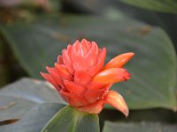 2017063205 Hawaii Tropical Botanical Garden - Big Island - Hawaii - Jun 12