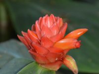 2017063206 Hawaii Tropical Botanical Garden - Big Island - Hawaii - Jun 12