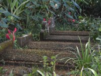 2017063207 Hawaii Tropical Botanical Garden - Big Island - Hawaii - Jun 12