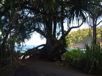 2017063212 Hawaii Tropical Botanical Garden - Big Island - Hawaii - Jun 12