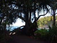 2017063213 Hawaii Tropical Botanical Garden - Big Island - Hawaii - Jun 12