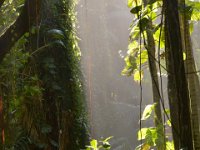 2017063215 Hawaii Tropical Botanical Garden - Big Island - Hawaii - Jun 12