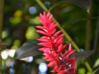 2017063220 Hawaii Tropical Botanical Garden - Big Island - Hawaii - Jun 12
