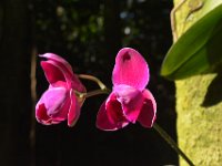 2017063221 Hawaii Tropical Botanical Garden - Big Island - Hawaii - Jun 12