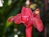 2017063228 Hawaii Tropical Botanical Garden - Big Island - Hawaii - Jun 12