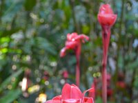 2017063230 Hawaii Tropical Botanical Garden - Big Island - Hawaii - Jun 12