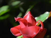 2017063232 Hawaii Tropical Botanical Garden - Big Island - Hawaii - Jun 12