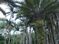 2017063235 Hawaii Tropical Botanical Garden - Big Island - Hawaii - Jun 12