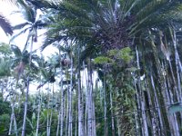 2017063236 Hawaii Tropical Botanical Garden - Big Island - Hawaii - Jun 12