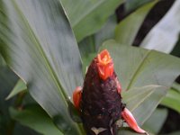 2017063237 Hawaii Tropical Botanical Garden - Big Island - Hawaii - Jun 12