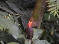 2017063238 Hawaii Tropical Botanical Garden - Big Island - Hawaii - Jun 12