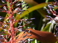 2017063239 Hawaii Tropical Botanical Garden - Big Island - Hawaii - Jun 12