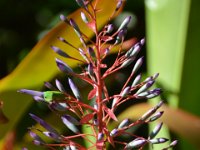 2017063242 Hawaii Tropical Botanical Garden - Big Island - Hawaii - Jun 12