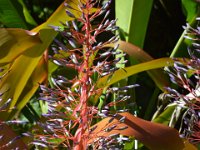 2017063243 Hawaii Tropical Botanical Garden - Big Island - Hawaii - Jun 12
