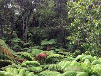 2017063245 Hawaii Tropical Botanical Garden - Big Island - Hawaii - Jun 12