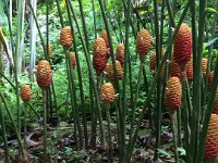 2017063253 Hawaii Tropical Botanical Garden - Big Island - Hawaii - Jun 12