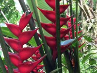 2017063254 Hawaii Tropical Botanical Garden - Big Island - Hawaii - Jun 12