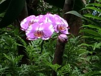 2017063255 Hawaii Tropical Botanical Garden - Big Island - Hawaii - Jun 12