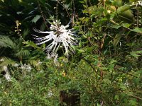 2017063256 Hawaii Tropical Botanical Garden - Big Island - Hawaii - Jun 12