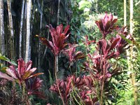 2017063260 Hawaii Tropical Botanical Garden - Big Island - Hawaii - Jun 12