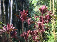 2017063261 Hawaii Tropical Botanical Garden - Big Island - Hawaii - Jun 12