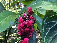 2017063262 Hawaii Tropical Botanical Garden - Big Island - Hawaii - Jun 12