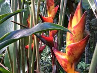 2017063263 Hawaii Tropical Botanical Garden - Big Island - Hawaii - Jun 12
