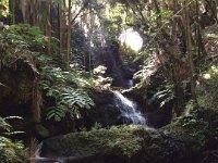 2017063264 Hawaii Tropical Botanical Garden - Big Island - Hawaii - Jun 12