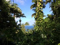 2017063274 Hawaii Tropical Botanical Garden - Big Island - Hawaii - Jun 12