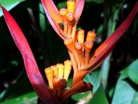 2017063275 Hawaii Tropical Botanical Garden - Big Island - Hawaii - Jun 12