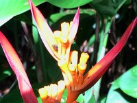 2017063276 Hawaii Tropical Botanical Garden - Big Island - Hawaii - Jun 12