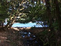 2017063291 Hawaii Tropical Botanical Garden - Big Island - Hawaii - Jun 12