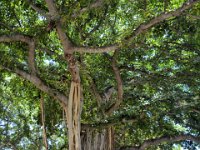 2017062351 Iolani Palace - Honolulu - Hawall - Jun 08