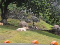 2017062762 Jungle Tour on the Kualoa Ranch - Oahu - Hawaii - Jun 10