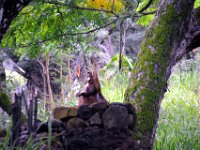 2017062772 Jungle Tour on the Kualoa Ranch - Oahu - Hawaii - Jun 10