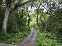 2017062802 Jungle Tour on the Kualoa Ranch - Oahu - Hawaii - Jun 10