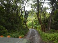 2017062803 Jungle Tour on the Kualoa Ranch - Oahu - Hawaii - Jun 10