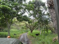 2017062806 Jungle Tour on the Kualoa Ranch - Oahu - Hawaii - Jun 10