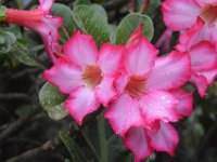 2017062808 Jungle Tour on the Kualoa Ranch - Oahu - Hawaii - Jun 10